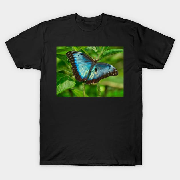 NEW BORN MORPHO, Costa Rica T-Shirt by guytsch